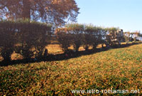 A row of graves where only IstroRomanians are buried