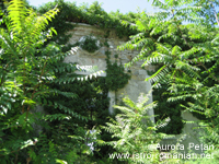 Abandoned home in the small village of Brdo